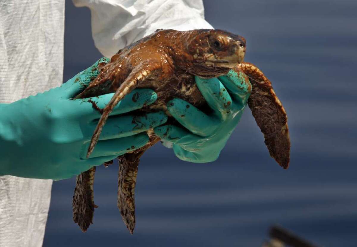 A Kemp's ridley turtle is recovered not far from the site of the 2010 Deep Horizon oil spill in the Gulf of Mexico.
