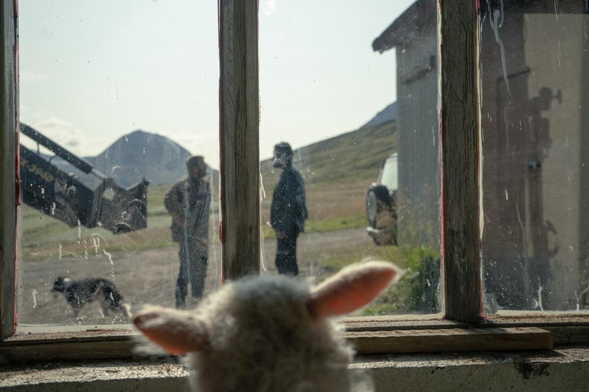 A lamb looks out a window at two men and a dog in the movie "Lamb."