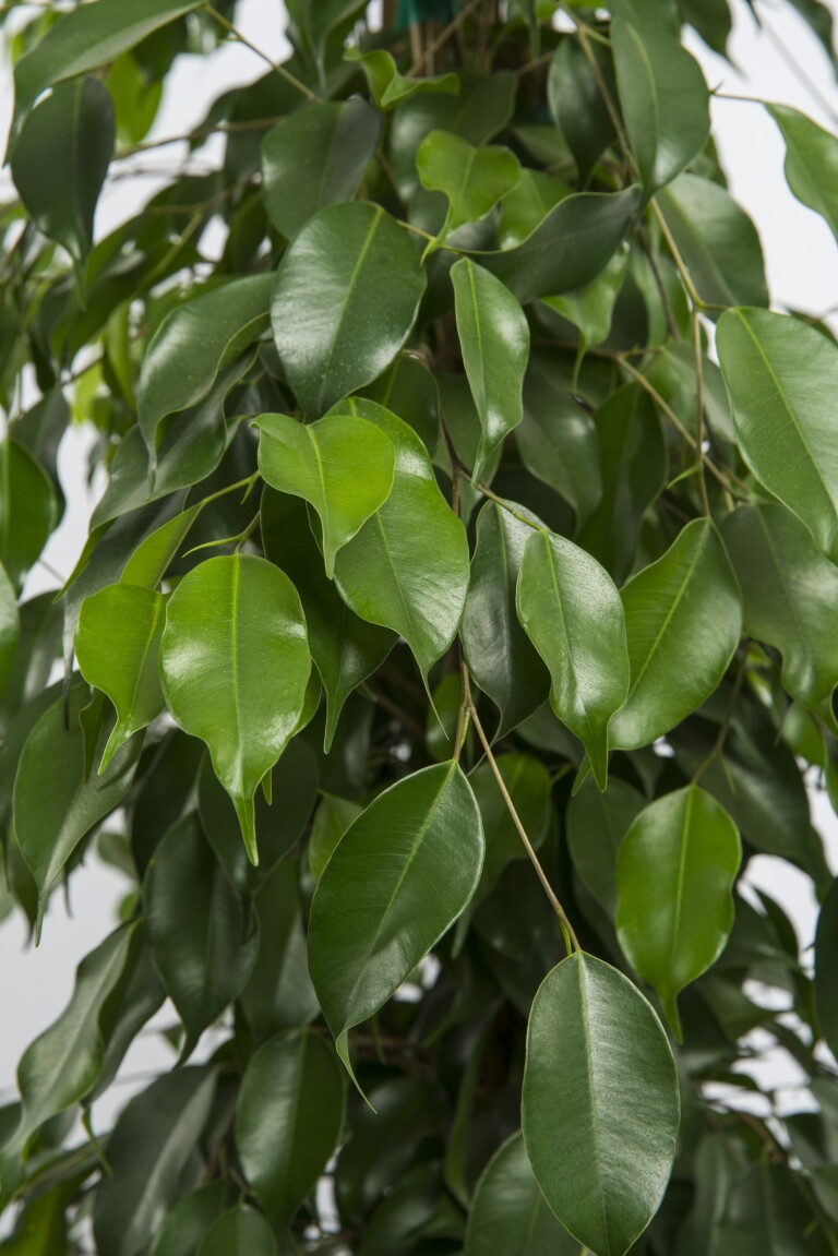 How the ficus became the It plant of the gardening world (again