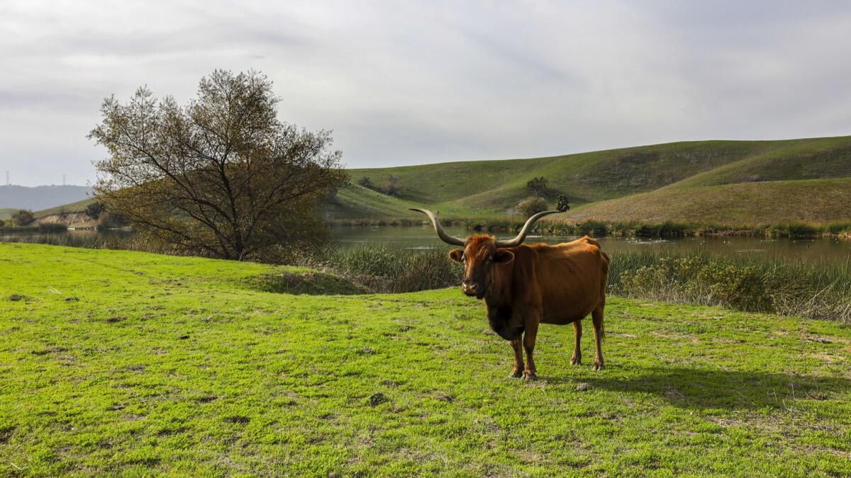 Cattle graze at Tres Hermanos Ranch, which boasts 2,450 pristine acres owned by the City of Industry.