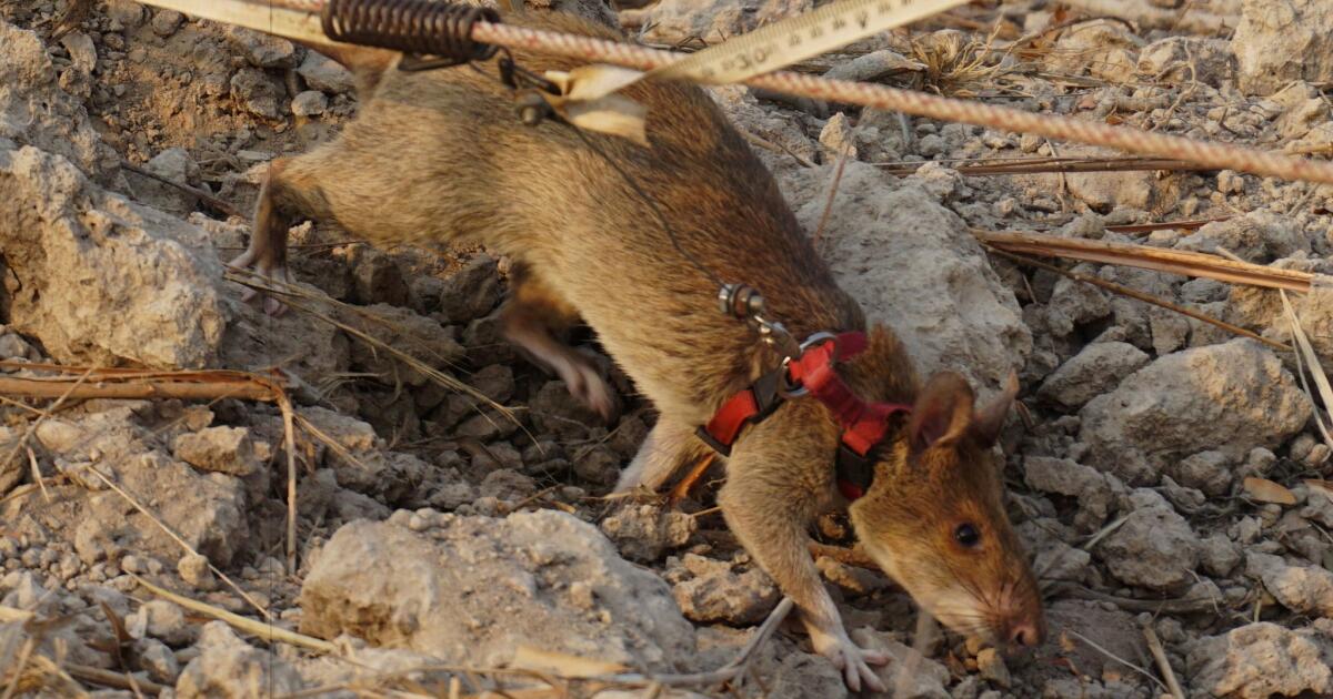 Giant rats are being trained to combat wildlife trafficking in Africa