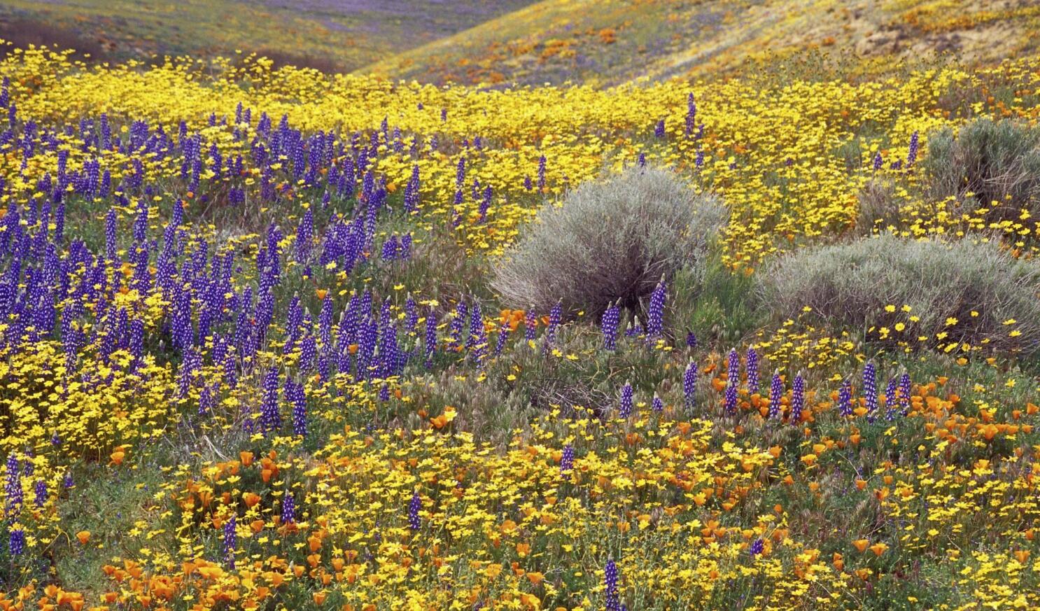 California Native Wildflower Mixture