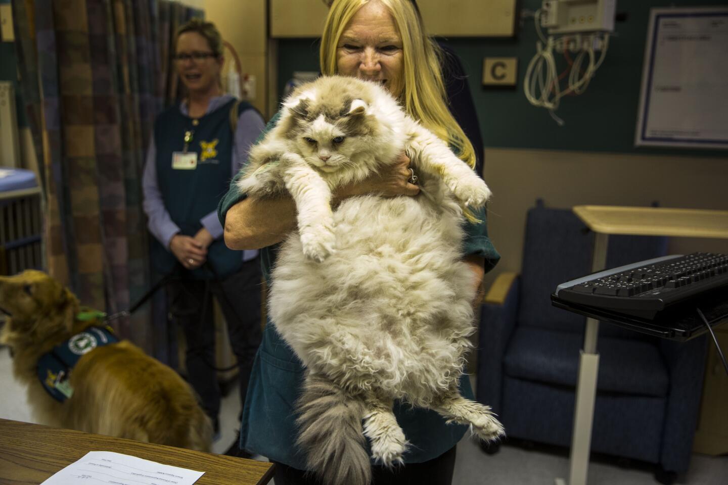 Therapy pets