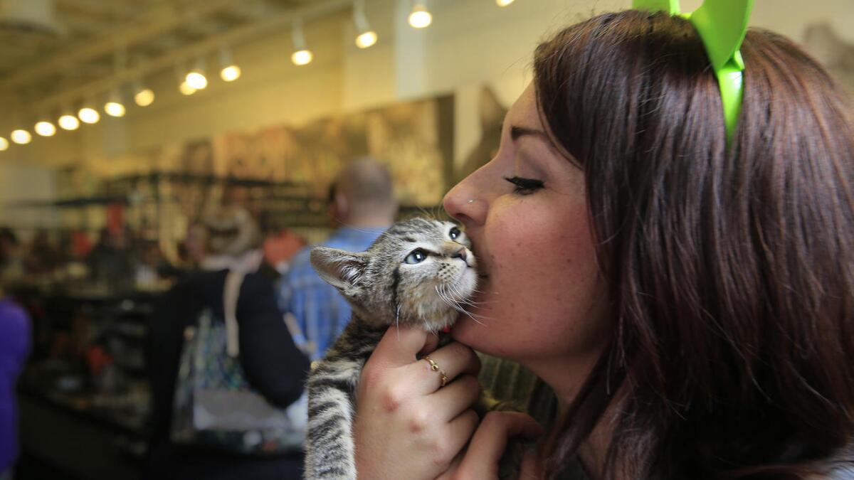 An attendee snuggles with a kitten that was available for adoption at CatConLA in 2015.