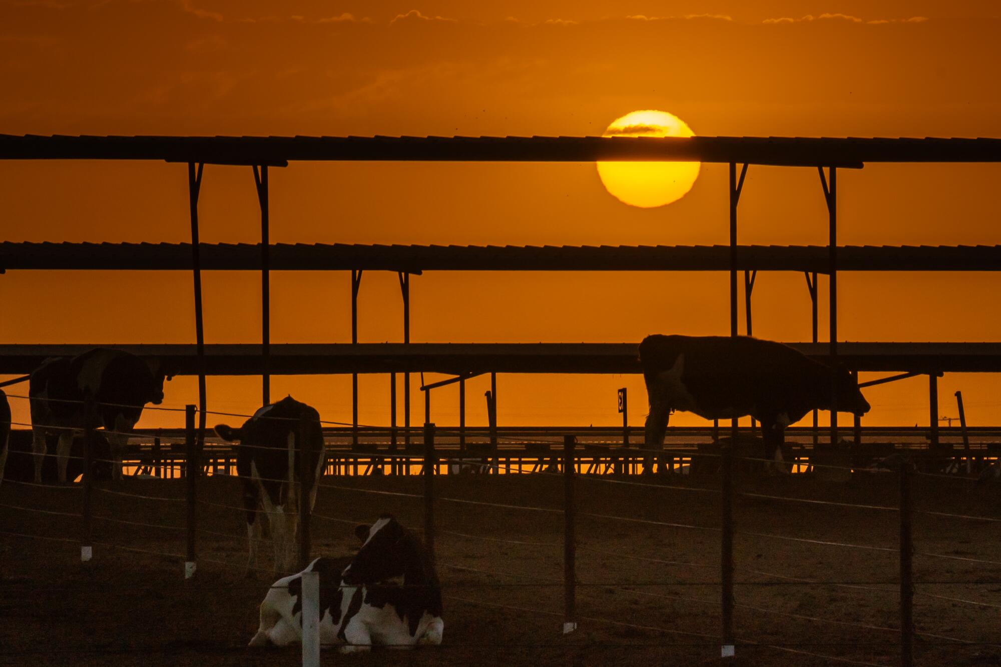 Cows are silhouetted by an orange rising sun.