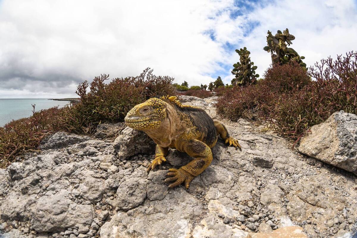A land iguana in the Galapagos Islands. Such species living near the equator face the most immediate threat from climate change, scientists found.