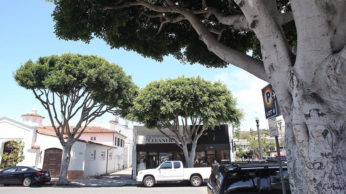 Trees in downtown Laguna Beach, such as these ficus along Ocean Avenue, are annually trimmed. The City Council on Tuesday agreed to keep that schedule, while adjusting rules for dead trees and trees 6 inches or less in diameter.