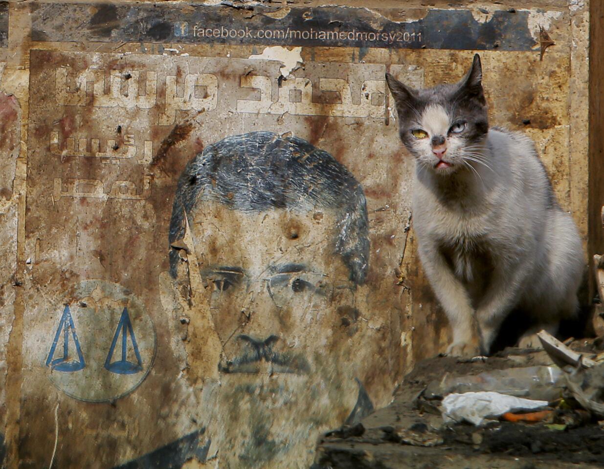 Morsi and a cat