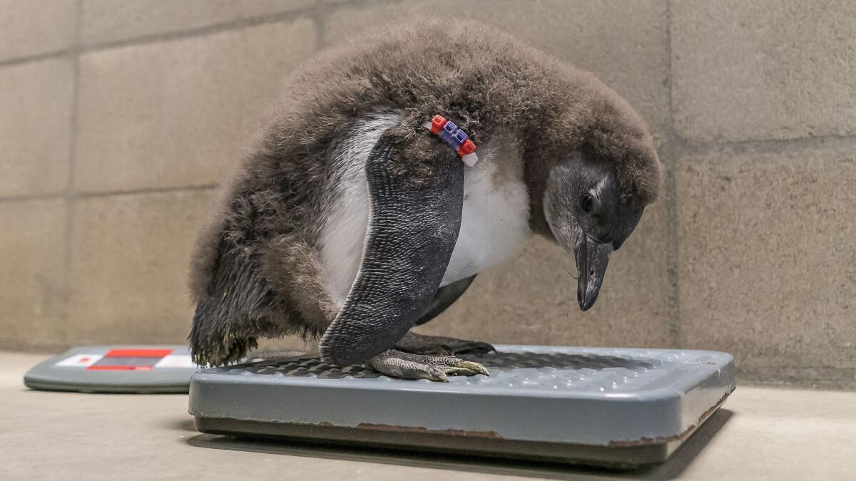 One of the two African penguin chicks is weighed Tuesday at the San Diego Zoo.