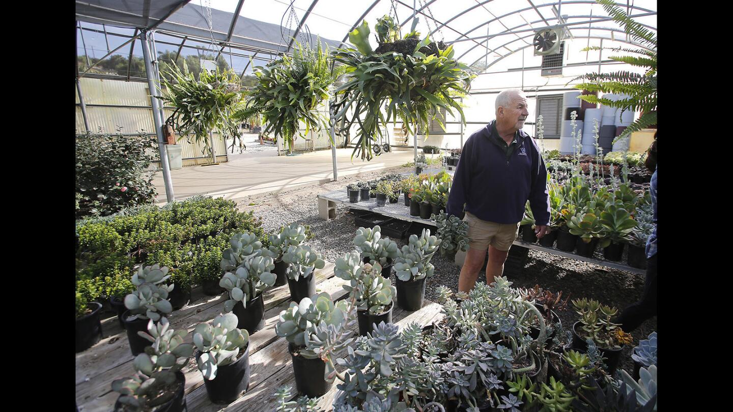 Plantenders nursery specializes in drought landscaping
