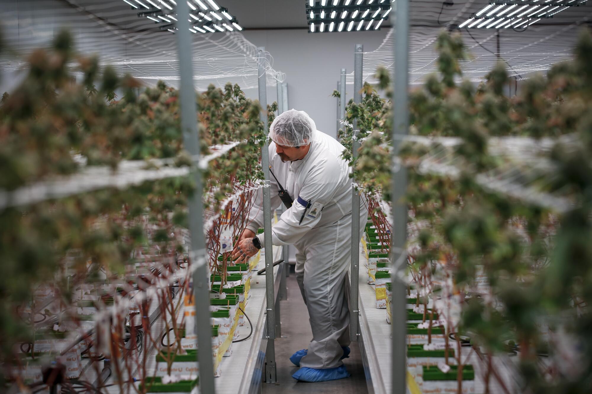 Cannabis grow in Needles