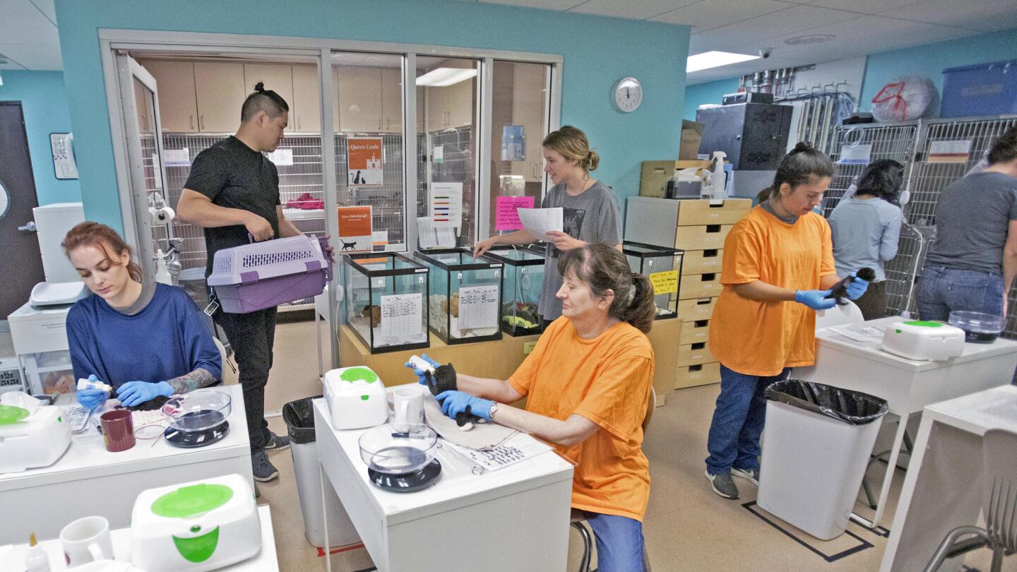 Inside a no-kill kitten nursery