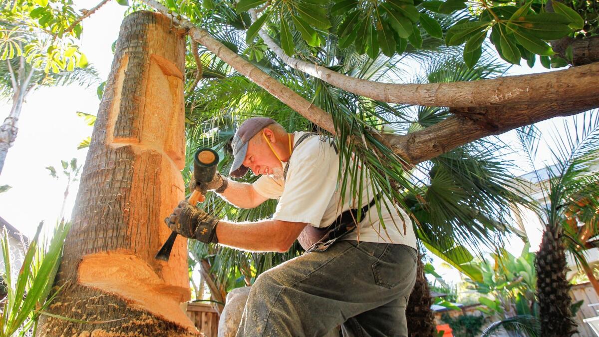 Tim Richards carves an Easter Island head from a palm tree at a Carmel Valley residence.