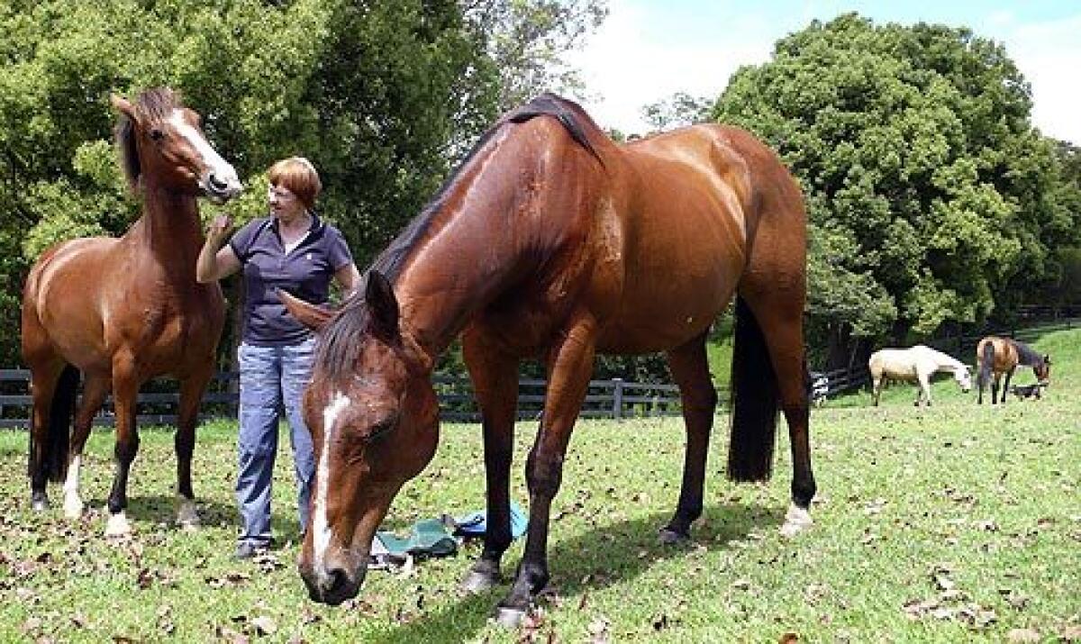 This nation is built on the back of horses, says Jan Carter, 67, who is trying to save wild horses in Australia. They should be preserved and protected.
