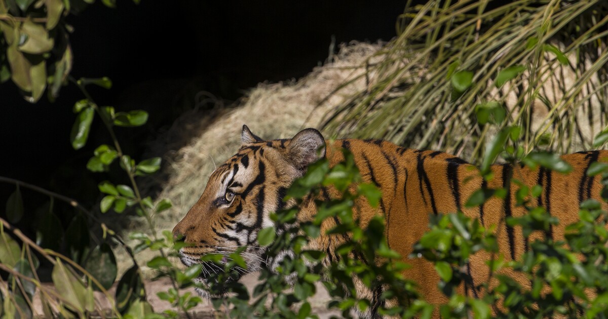 Tres tigres vacunados tienen COVID-19 en el Zoo de San Diego