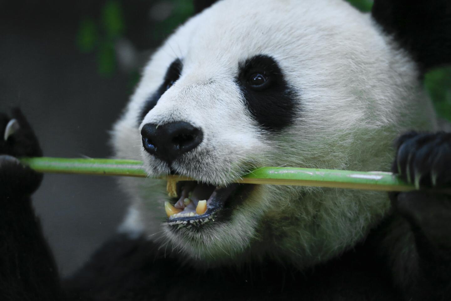 The giant pandas are a big hit at the San Diego Zoo. The Panda Trek houses four pandas that spend part of their day eating bamboo and playing and the other part sleeping.