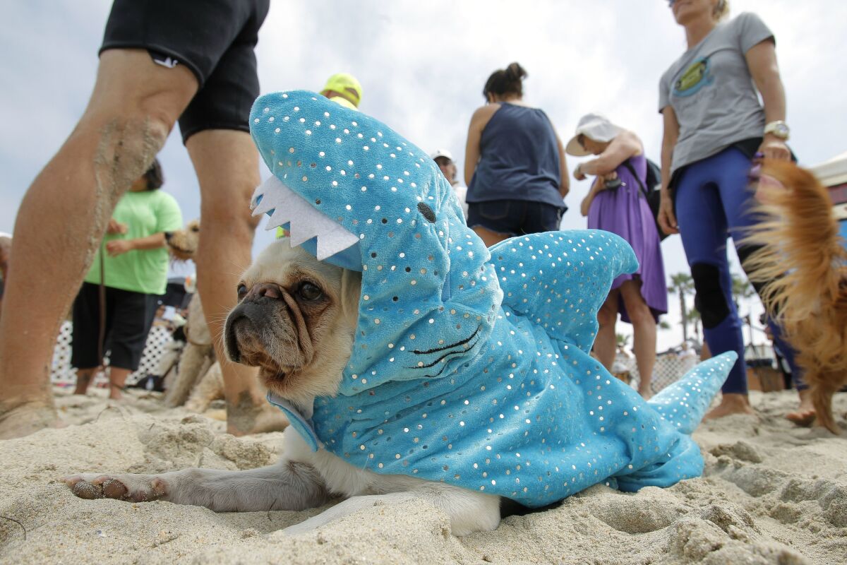 Surf Gidget the Pug wears a shark costume as she and other dogs and owners gather for Barknado, the attempt to break the Guinness world record of the most dogs wearing shark fins on a beach, which they did at 61, during the 2017 Imperial Beach Surf Dog competition at Imperial Beach on Saturday. | Photo by Hayne Palmour IV/San Diego Union-Tribune