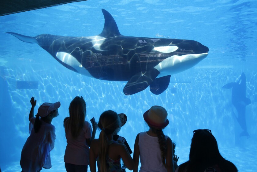 SeaWorld San Diego visitors watch orcas in 2014.