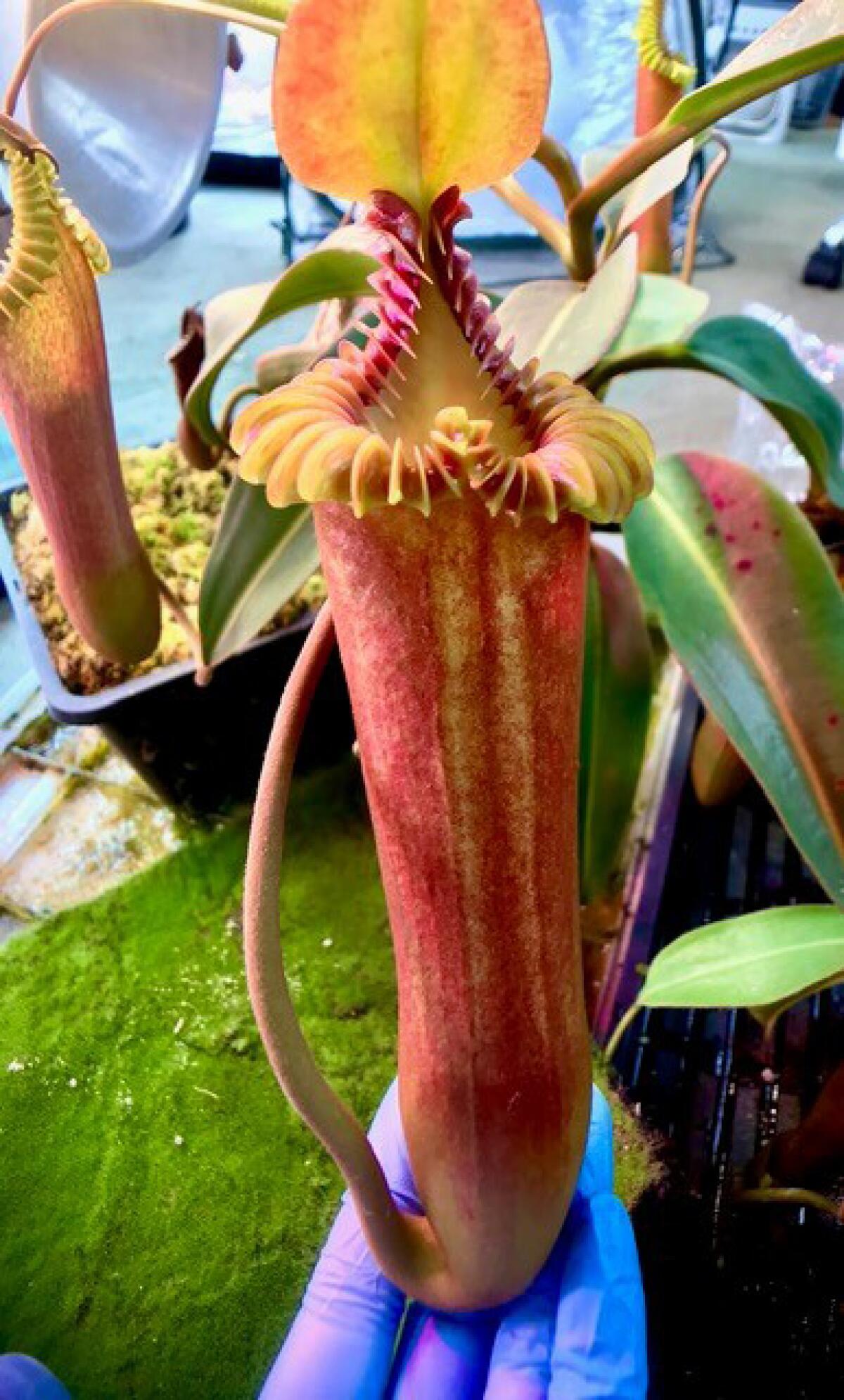 The Asian pitcher plant (Nepenthes Edwardsiana) is native to parts of South East Asia, India, Madagascar and Australia.