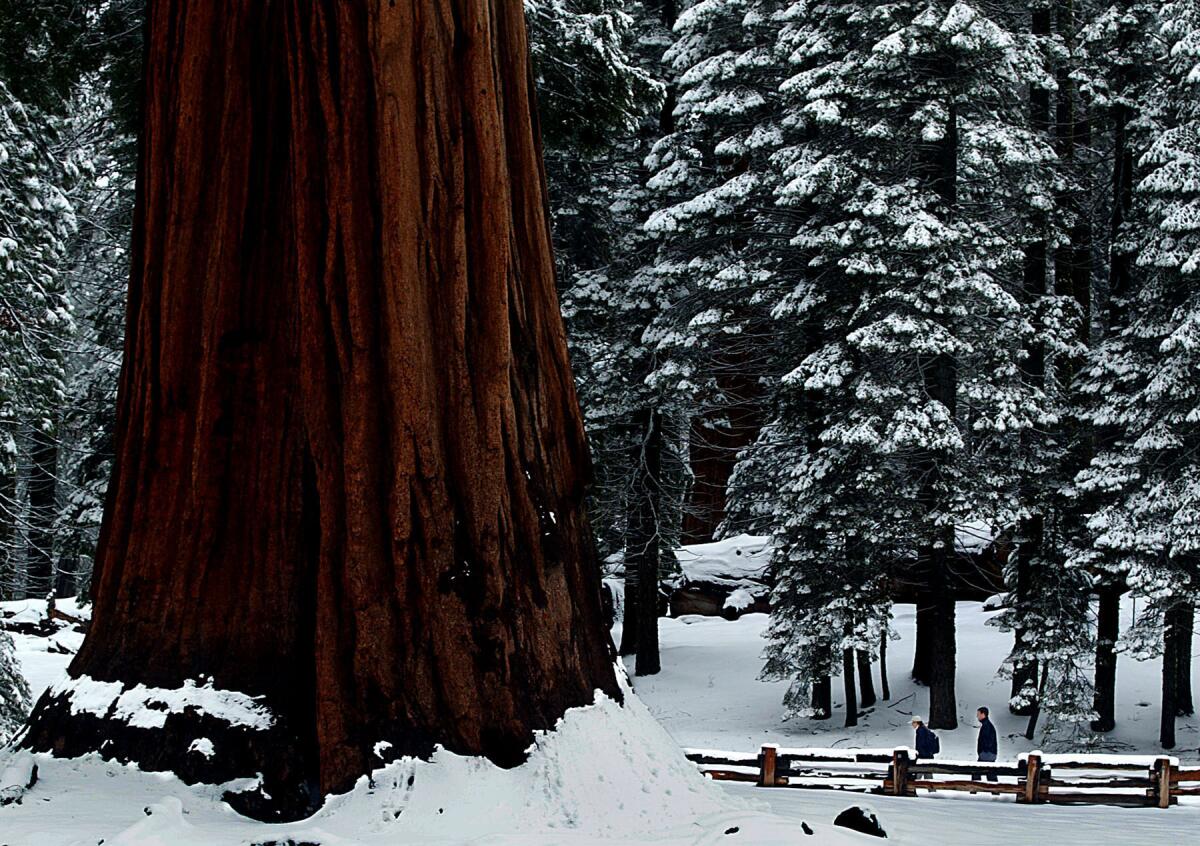 A blanket of fresh snow along the Big Trees Trail in Sequoia National Park.