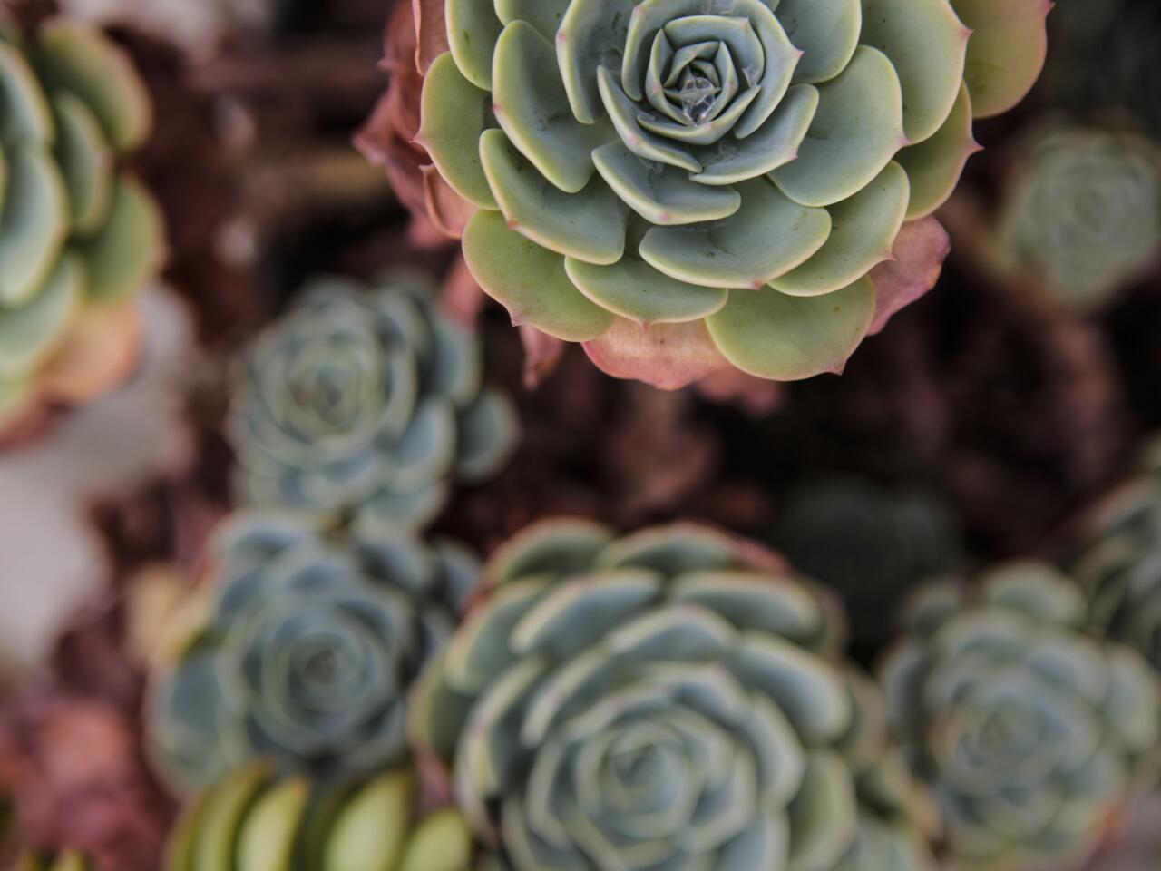 The Garden Conservancy’s Los Angeles garden tour