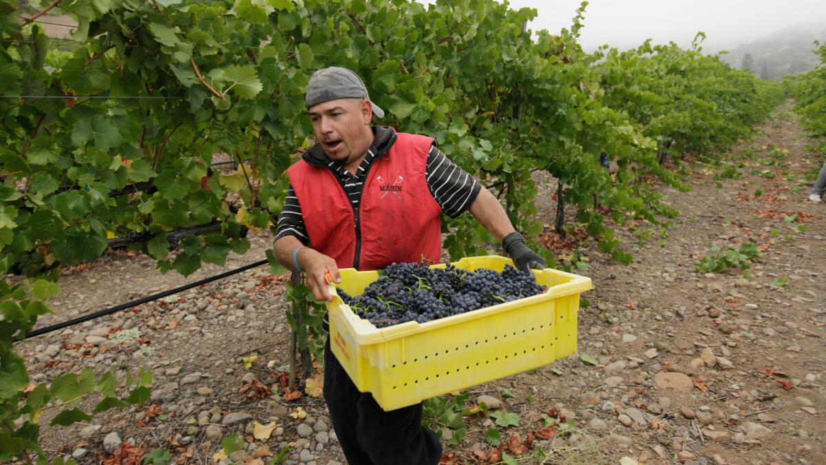 A picker rushes a bin of pinot noir grapes to a trailer in Oakville, Calif.
