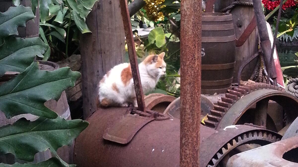 A feline sits in Disneyland's Frontierland. The so-called Disney Cats have thousands of Instagram followers and their own Twitter accounts. The Anaheim theme park expects them to keep the mouse population down -- except for Mickey and Minnie, of course.