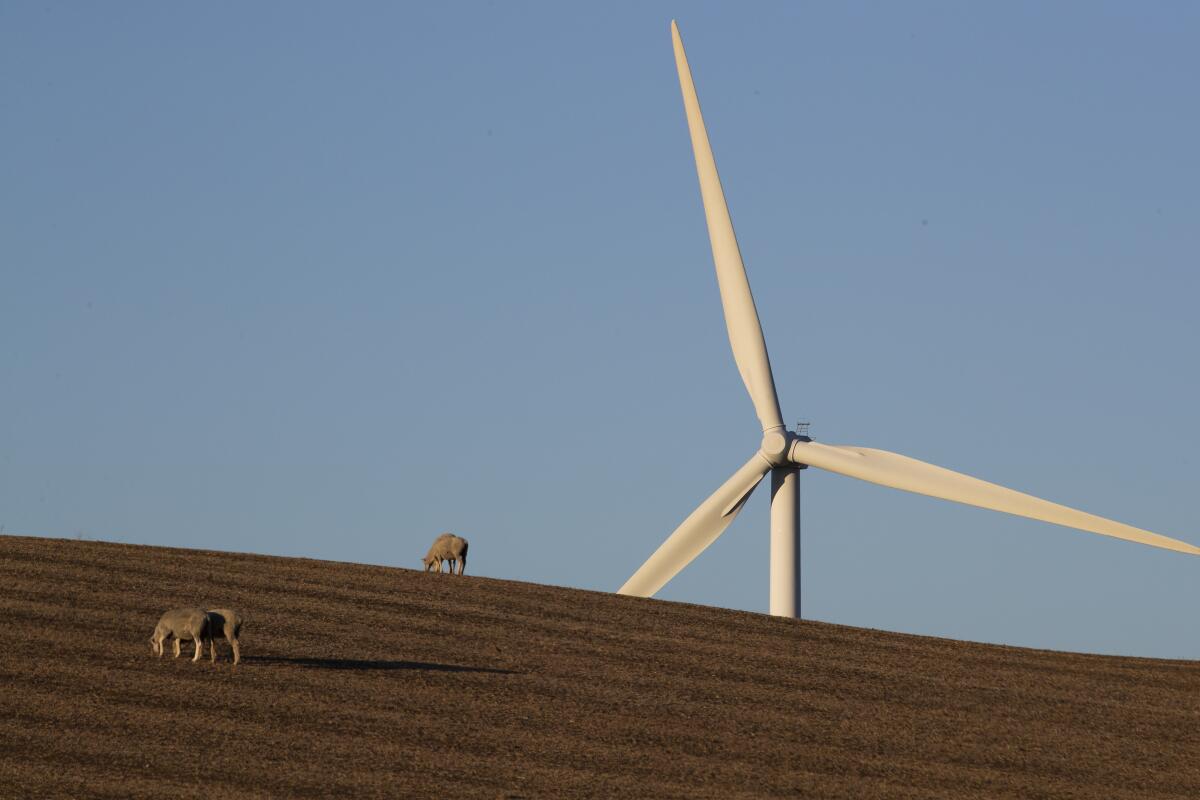 The blades of a wind turbine loom over a field where animals graze.