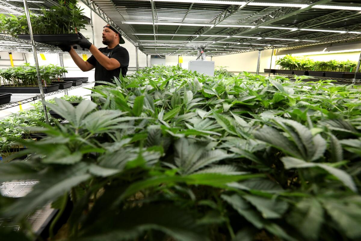 A man stands among marijuana plants