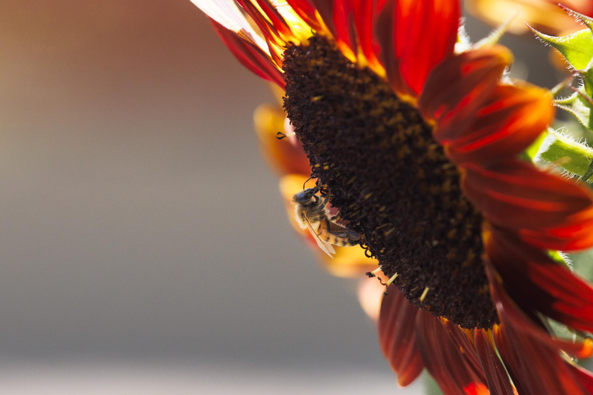 A bee makes itself busy on a sunflower that grows at a garden planted in a parkway.