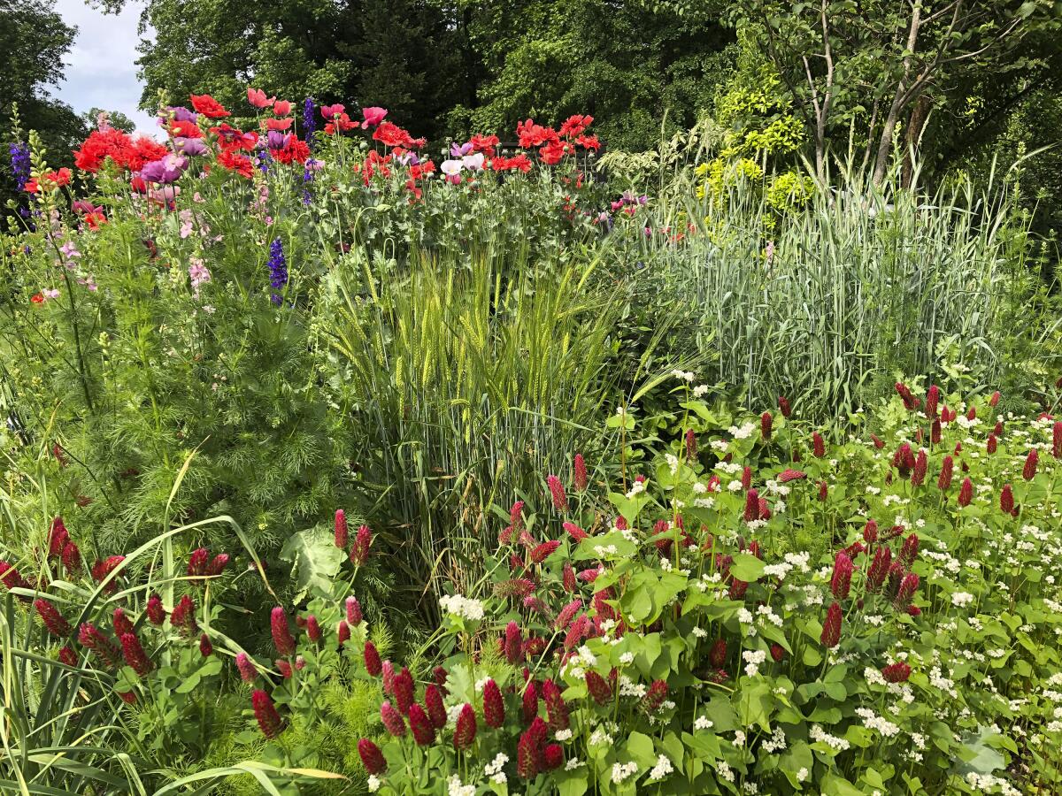 This undated image provided by Brie Arthur shows a spring cottage garden border in Fuquay-Varina, North Carolina, where a edible barley, wheat and buckwheat grow alongside poppies, larkspur and crimson clover. (Brie Arthur via AP)