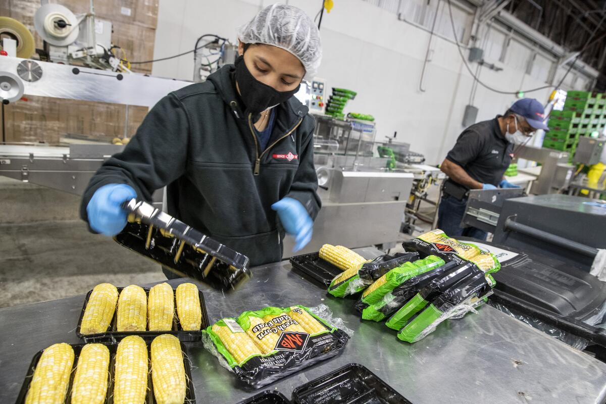 Workers package corns cobs in a processing facility