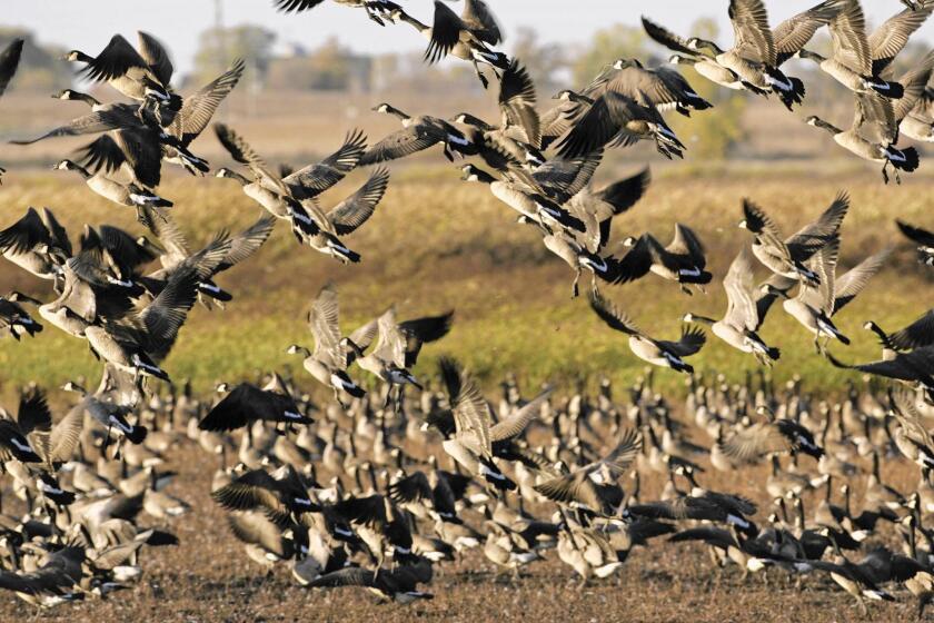 Canada geese flock to Horicon Marsh in Wisconsin during their fall migration.