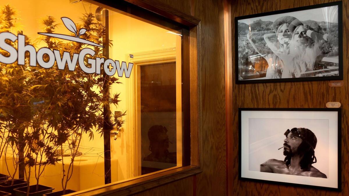 Photographs on display at ShowGrow, from top: "Callie: Triple Threat" by Joyce Downing, top, and "Snoop with Canvas" by Sasha Young.