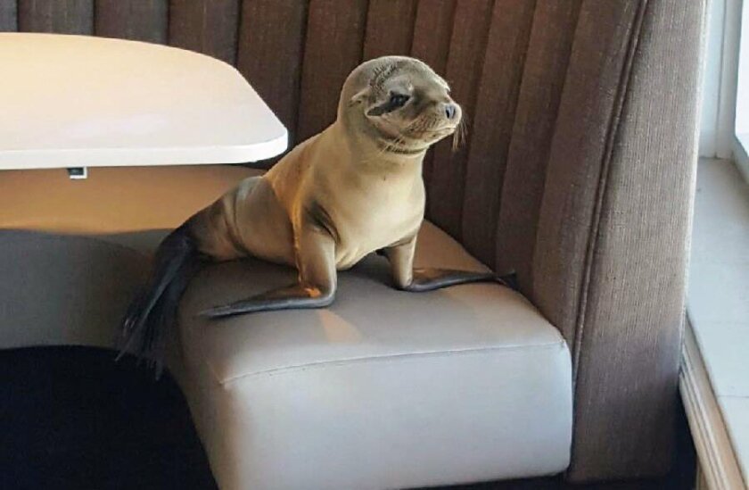 Sea Lion Gains Weight After Marine Room Visit The San
