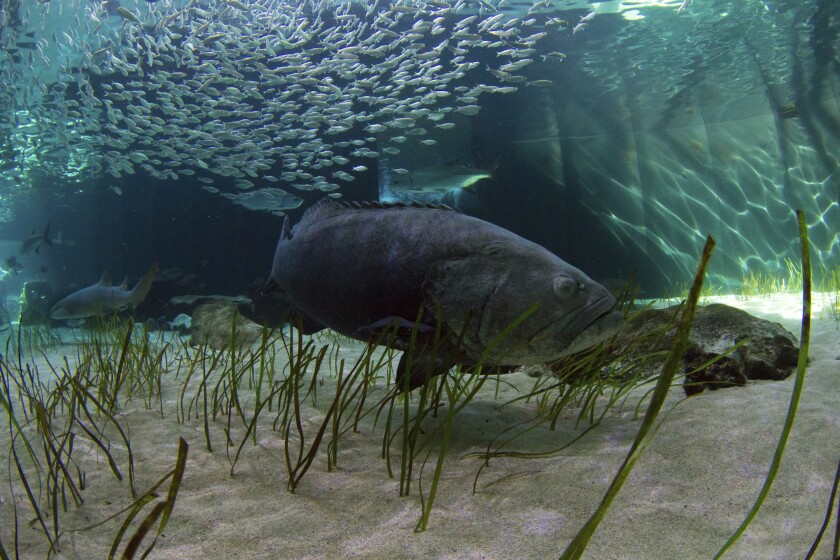 In this Monday, Nov. 5, 2018 photo, a Goliath Grouper swims at Mote Aquarium in Sarasota