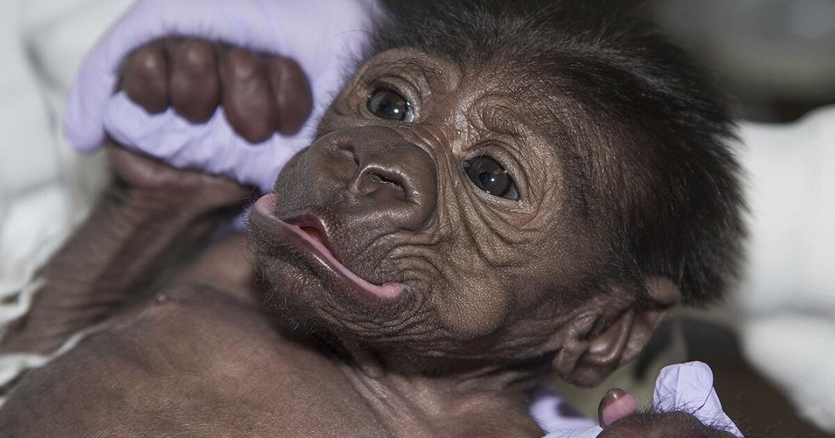 Baby Monkey Born on Fourth of July at Brookfield Zoo