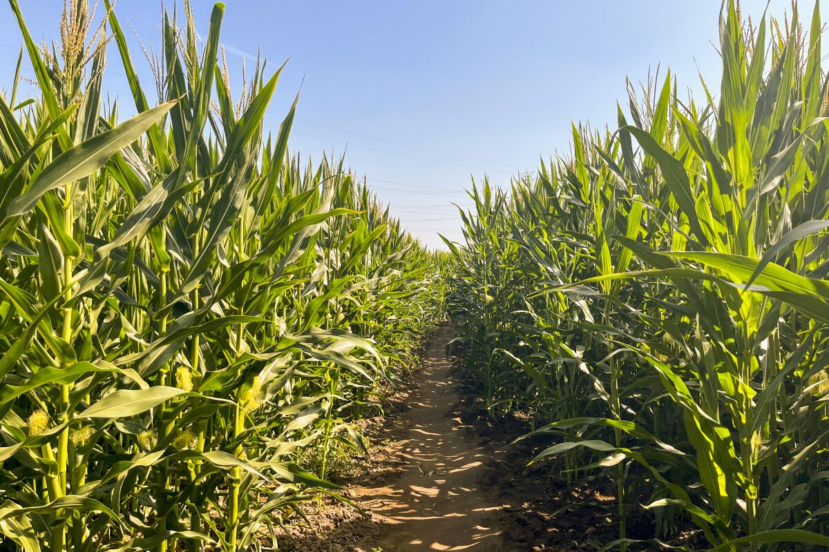 A narrow path in a field full of tall corn stalks