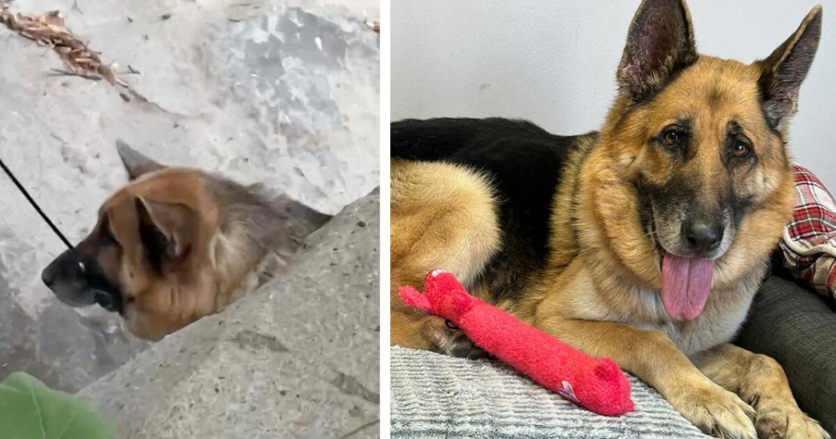 Canine discovered zip-tied, deserted in Malibu wilderness; reward supplied