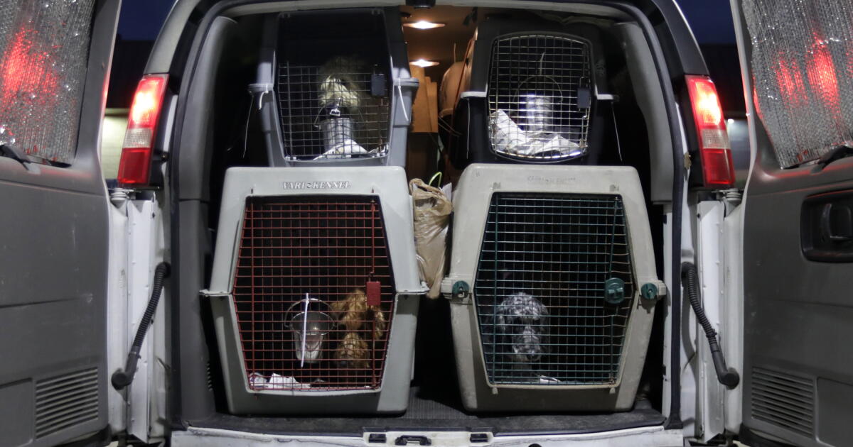 Inside California's underground puppy market consumers unknowingly support