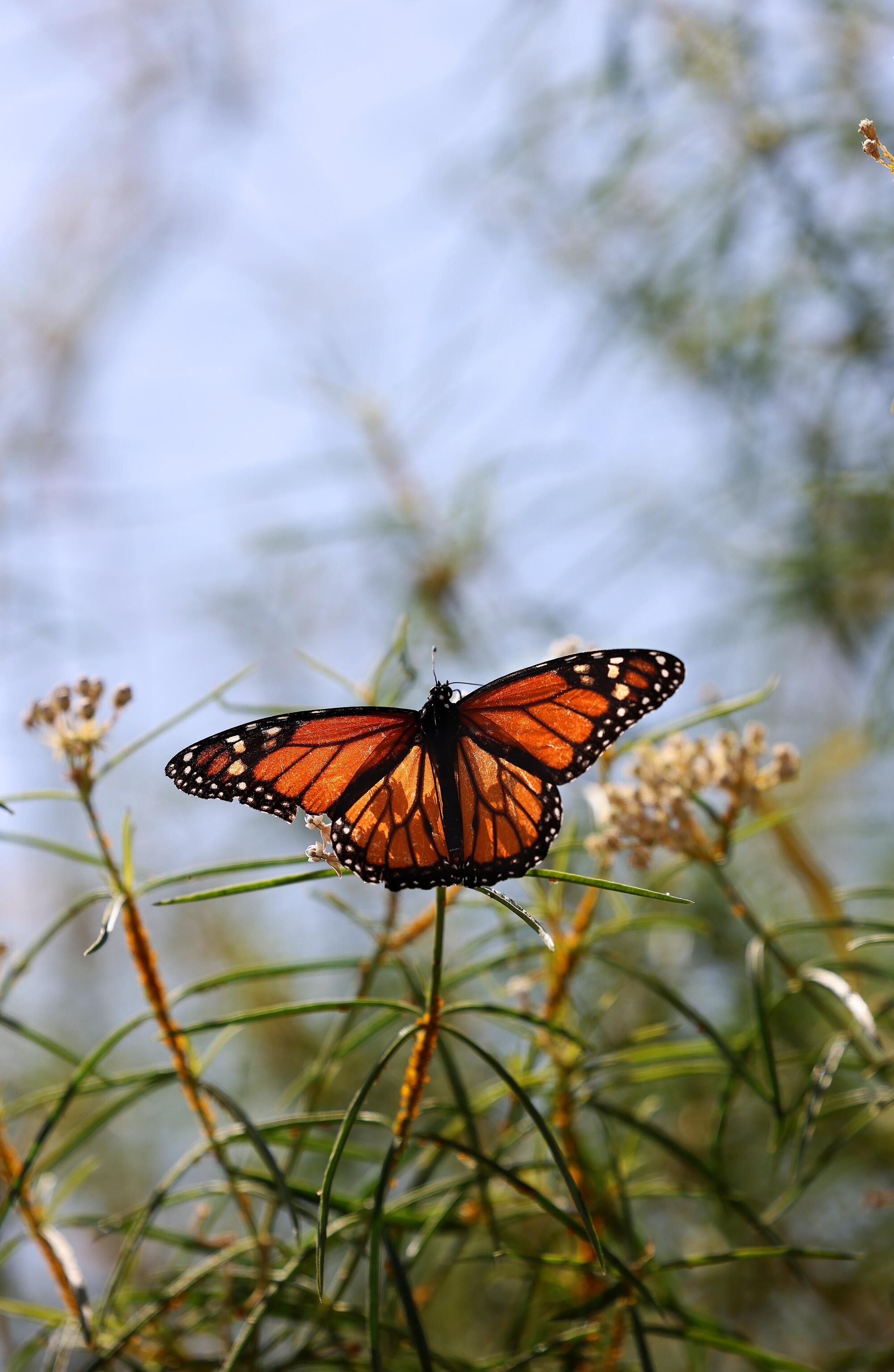 A monarch butterfly lands in Aurora Anaya's garden.