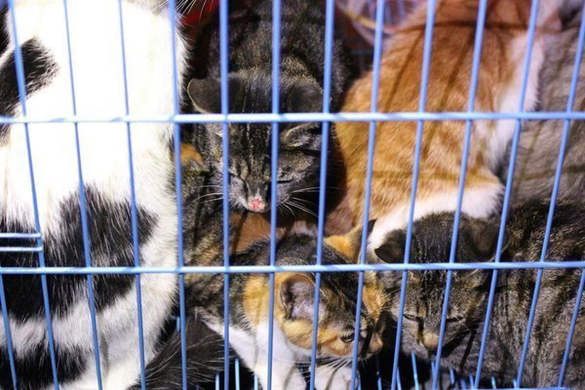 Rescued cats in a cage in Wuxi in east China's Jiangsu province. Animal activists are combing a forest in eastern China for more than 1,000 kittens rescued from a meat supplier only to be let loose by local authorities, an organizer said Monday.