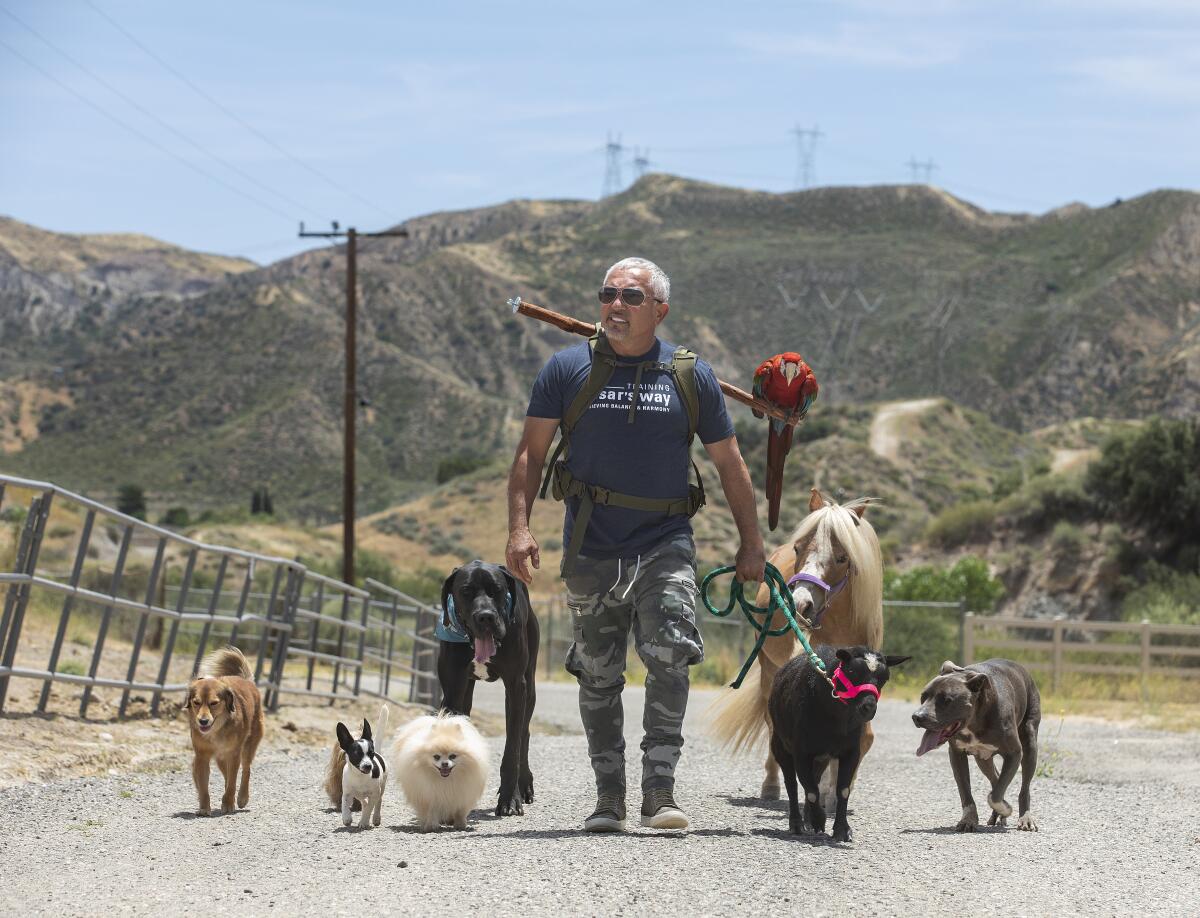 Cesar Millan goes for a walk on his Santa Clarita ranch with his dogs, miniature horse, goat and macaw. 