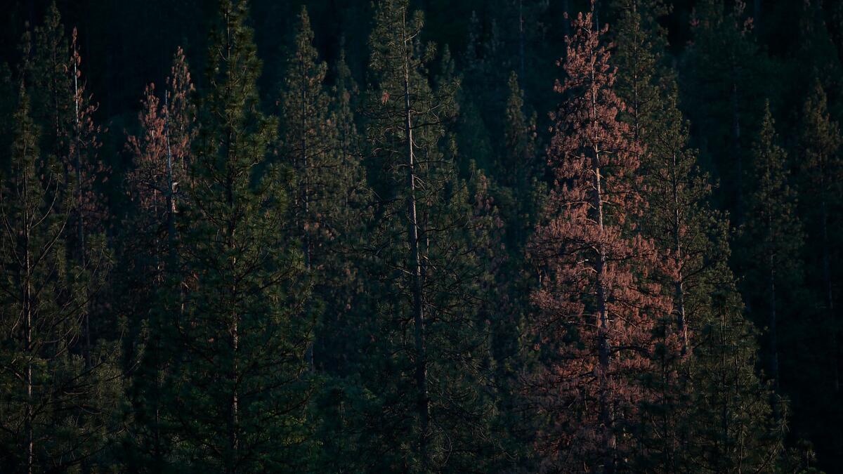 Dead and dying trees along the Merced River in March 2015.