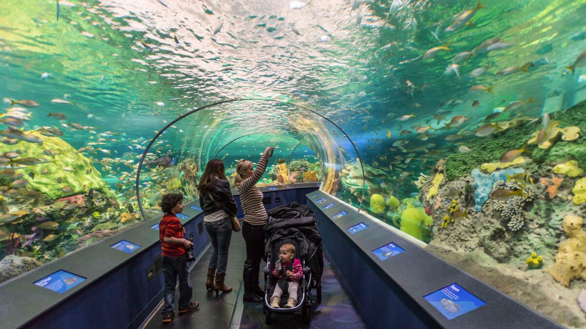 Underwater passage or tunnel inside Ripley's Aquarium.