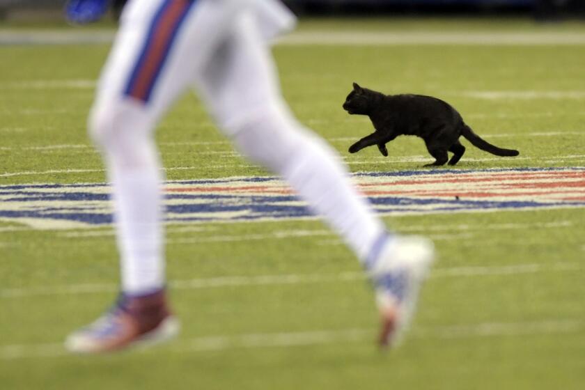 A cat runs on the field during the second quarter of an NFL football game between the New York Giants and the Dallas Cowboys, Monday, Nov. 4, 2019, in East Rutherford, N.J. (AP Photo/Bill Kostroun)