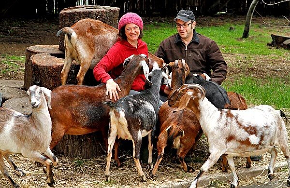 For Gloria Putnam and Steve Rudicel, goats, eggs and produce make a winning enterprise.