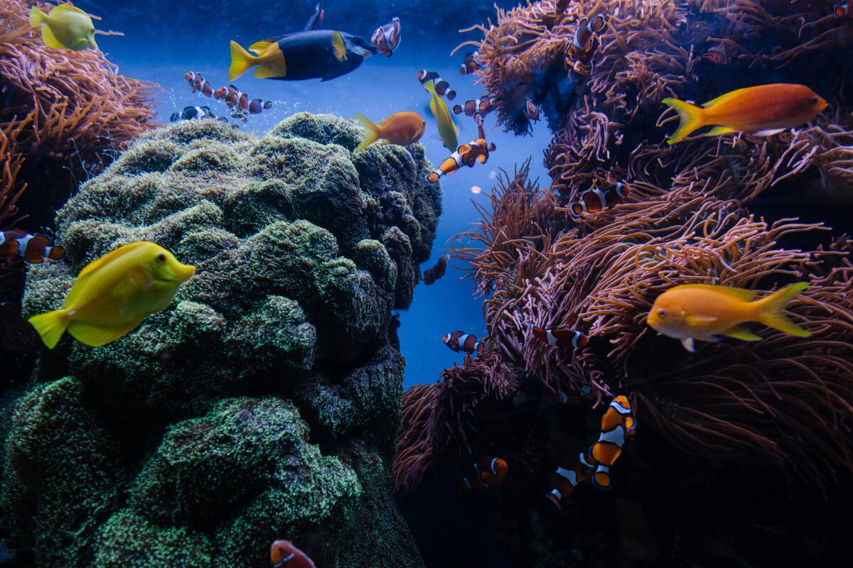 A coral reef display at the Monterey Bay Aquarium.