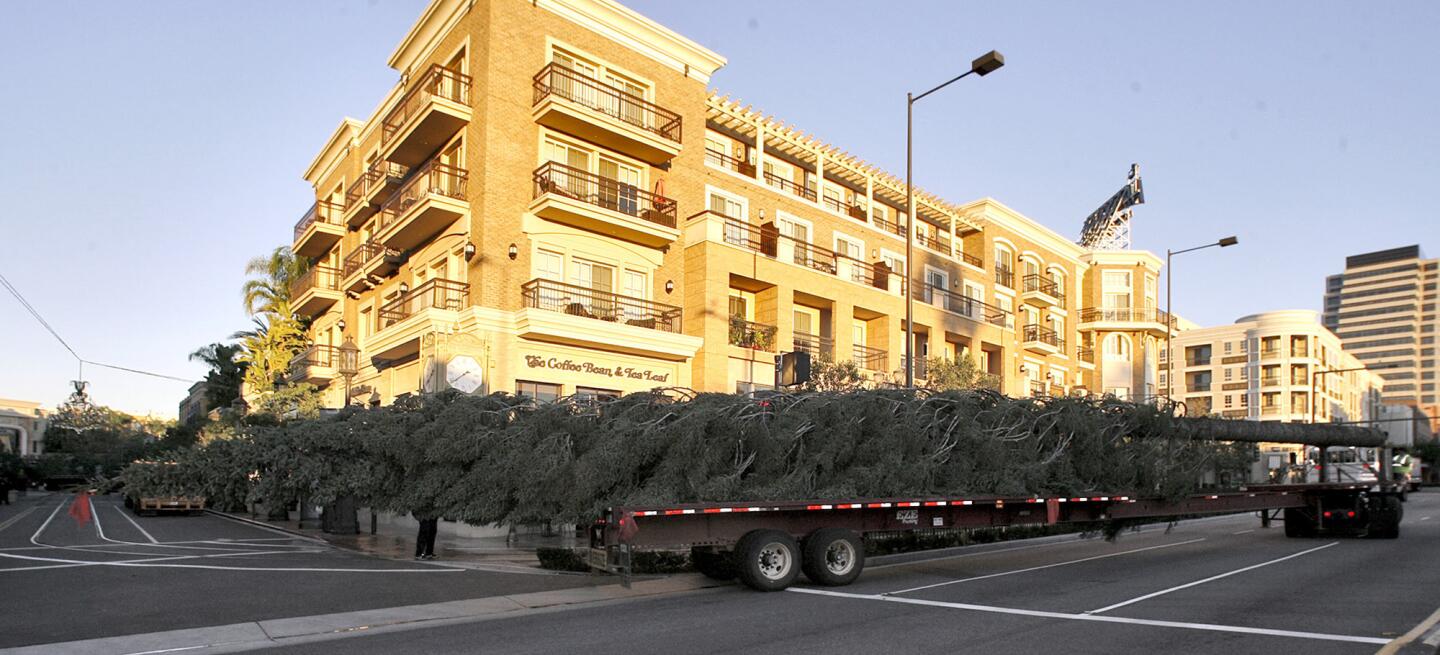Photo Gallery: Christmas Tree arrives at Americana at Brand