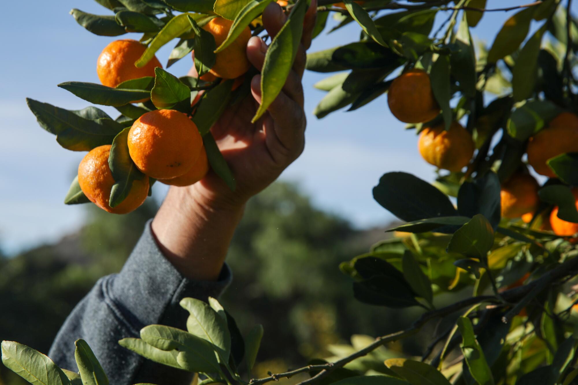 A hand reaches up to pick orange citrus fruit from a tree.